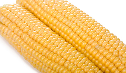 two ripe yellow corn cob