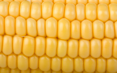 yellow corn cob close-up