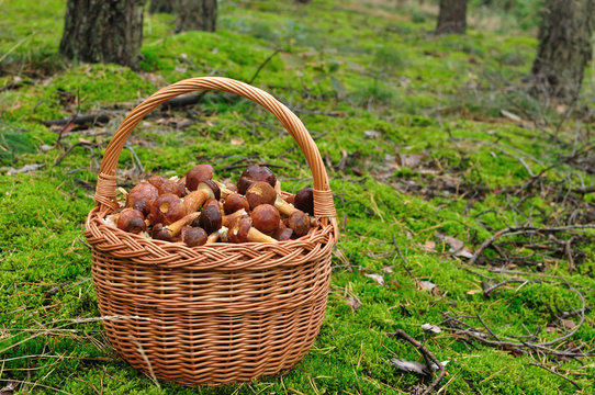 Basket full of mushrooms in forest.