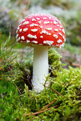Fly agaric mushroom, amanita muscaria in natue
