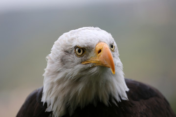 Weißkopfseeadler