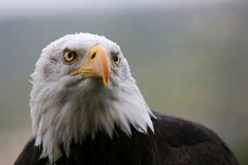 Weißkopfseeadler