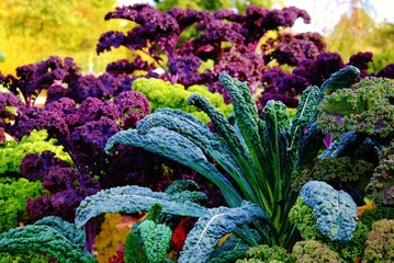 Colorful plants in garden