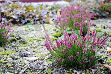 purple and green flower in ground