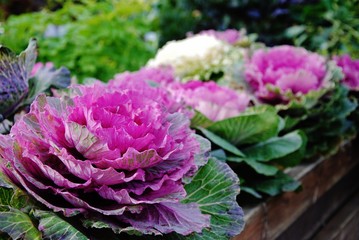 pink flower in garden