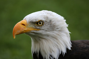 Weißkopfseeadler