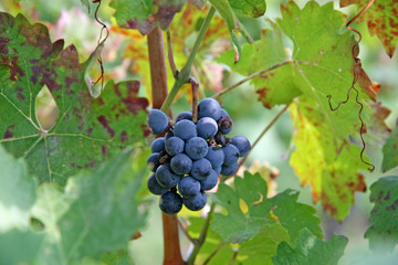 bunch of black grapes in the middle of the grapevine leaves