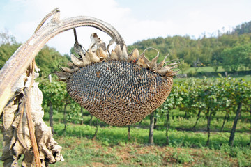 sunflower seeds with dried ready to collect in the middle of the