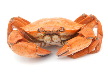 red boiled crab isolated on white background