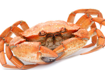 red boiled crab isolated on white background