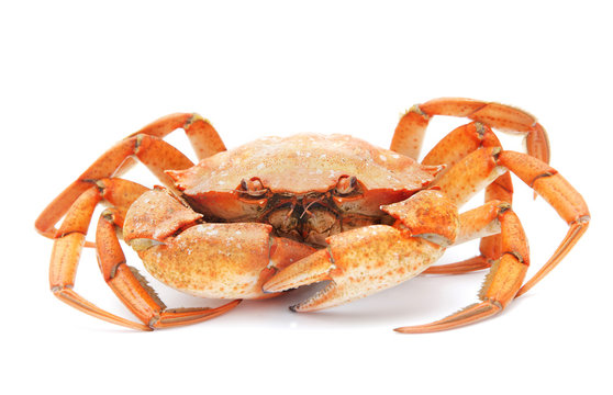 red boiled crab isolated on white background