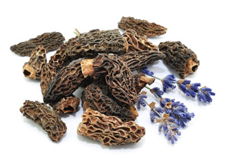 morchella