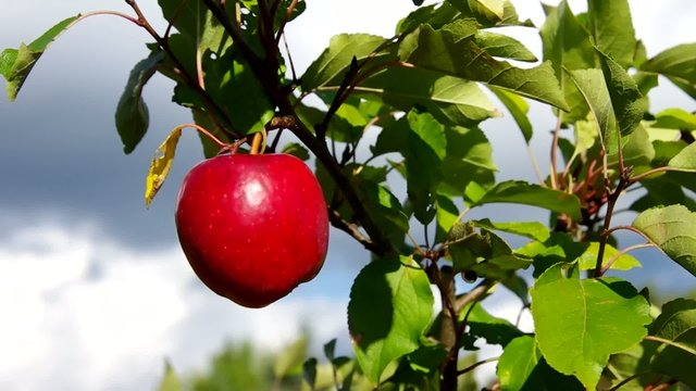 Apfel am Baum vid 03