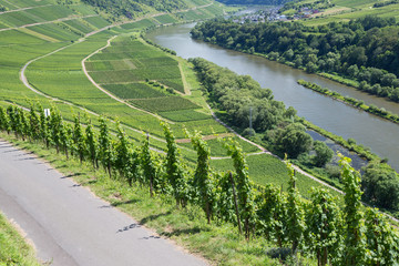 Vineyards along the river Moselle in Germany