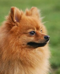 spitz poméranien