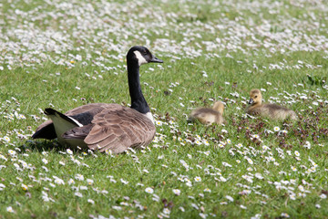 Goose with ducklings sitting in the grass