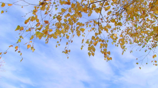 birch branch with yellow leaves on cloudy sky