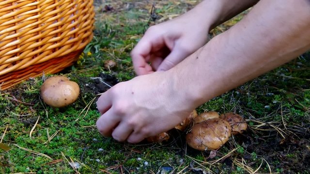 Pilze suchen vid - mushrooming vid 07