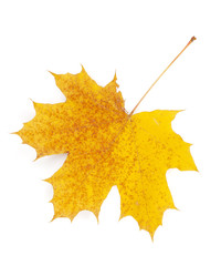Autumn maple leaf