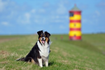 Australian Shepherd mit Pilsumer Leuchtturm