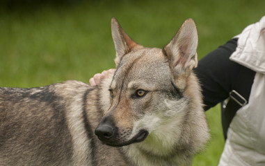 Czechoslovakian Wolfdog