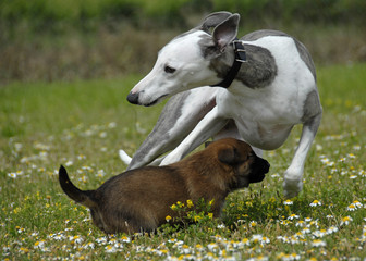 jeux de chiots
