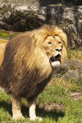 lion