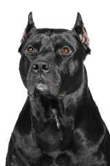 Ameriacn Pittbull Terrier dog in studio - 45641078