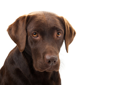 Brown labrador looking sad