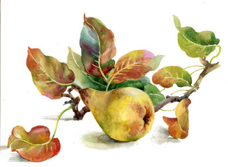 yellow pears - 45641201