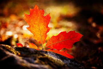 Fototapeta na wymiar autumn leaf