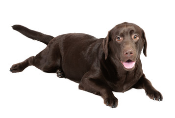 Chocolate labrador in studio