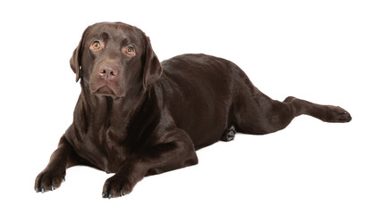 Chocolate labrador in studio