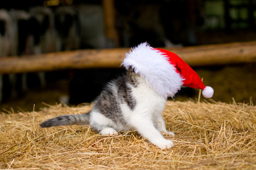 Katze mit Weihnachtsmütze / Nikolaus