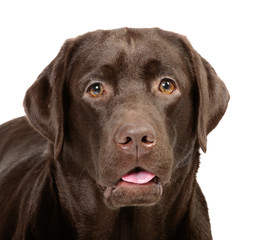 Chocolate labrador in studio