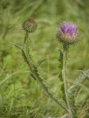 Distelblueten-Wiese