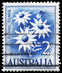 Naklejka premium AUSTRALIA - CIRCA 1959 Flannel Flower