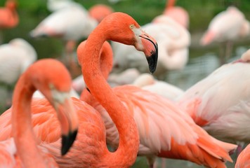 A lot of pink Flamingos near the lake.