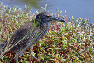 Big Island Heron