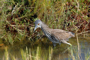 Fishing for a meal