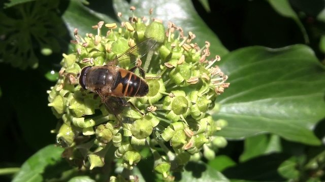 Bee searching for food on an ivy flower in October