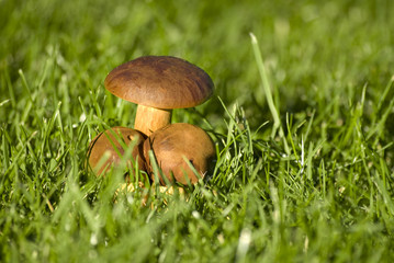 Mushroom in the grass