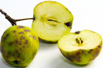Apfelschorf, Obstkrankheit