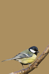 Great tit (Parus major)