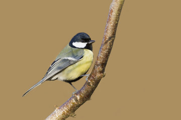 Great tit (Parus major)