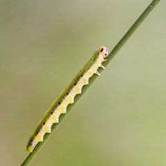 Sawfly larva  (Dolerus ferrugatus )