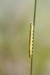 Sawfly larva  (Dolerus ferrugatus )