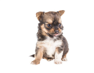 Funny puppy Chihuahua poses on a white background