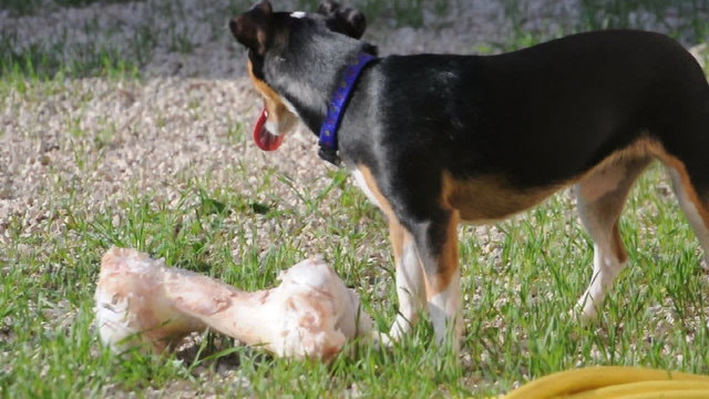 il cagnolino ed il grande osso