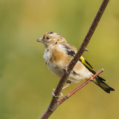 Goldfinch (Carduelis-carduelis)